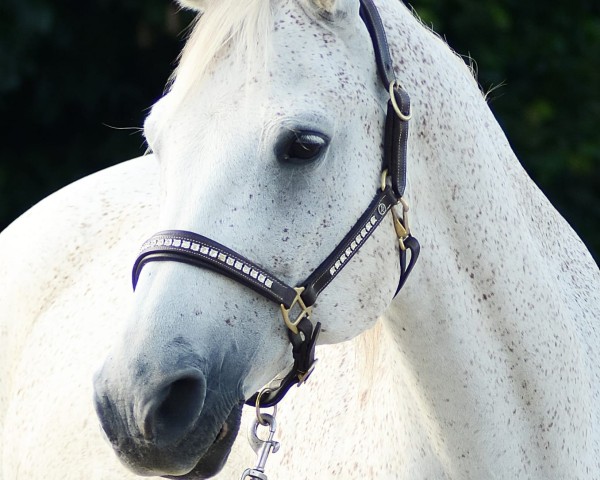 horse Karim (Arabian, 2010)