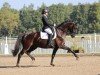 dressage horse Dante's Luca (Oldenburg, 2015, from Dante Weltino Old)