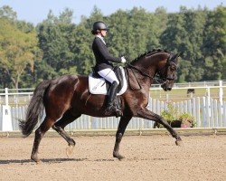 dressage horse Dante's Luca (Oldenburg, 2015, from Dante Weltino Old)