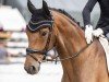 dressage horse Santino L'Unico (Westphalian, 2017, from Sir Heinrich OLD)