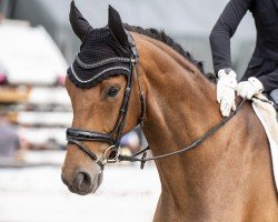 dressage horse Santino L'Unico (Westphalian, 2017, from Sir Heinrich OLD)