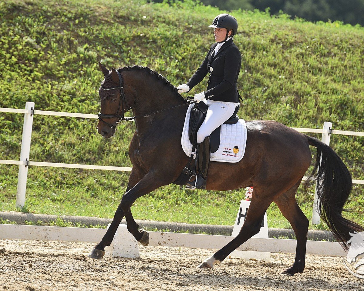 Dressurpferd Sir Karl TS (Deutsches Sportpferd, 2019, von Scolari)