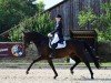 dressage horse Sazou d' Amour (Hanoverian, 2011, from San Amour I)