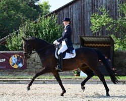 dressage horse Sazou d' Amour (Hanoverian, 2011, from San Amour I)