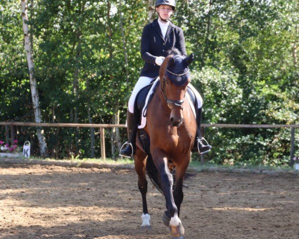 dressage horse Raphael 118 (Hanoverian, 2017, from Rock Springs)