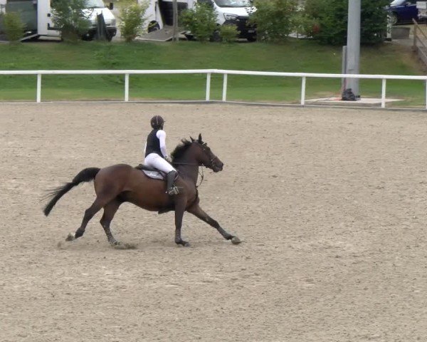 Reitturnier Bülach 2024