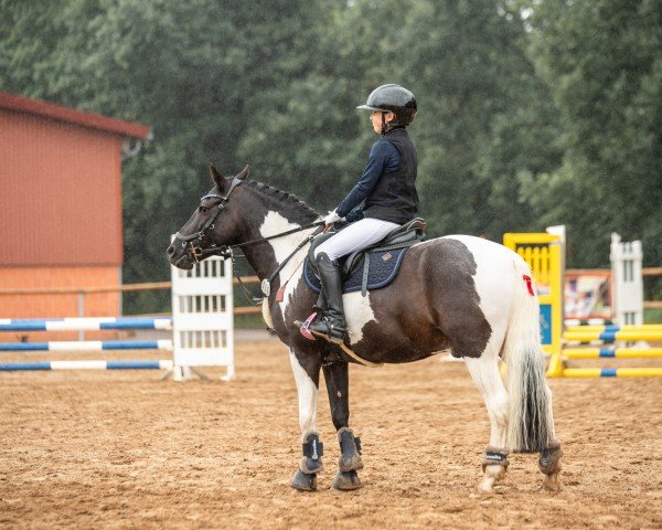 dressage horse Dakota 517 (French Pony, 2013, from Unbekannt PONY)