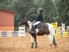 dressage horse Dakota 517 (French Pony, 2013, from Unbekannt PONY)