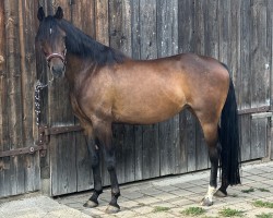 broodmare Alani Nayla (German Riding Pony, 2017, from Future Dream)