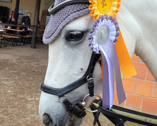 Zuchtstute Ballylee Tina's Girl (Connemara-Pony, 2019, von Blakehill Ballylee Storm)