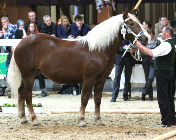 broodmare Magdalena (South German draft horse, 2012, from Salvator II)