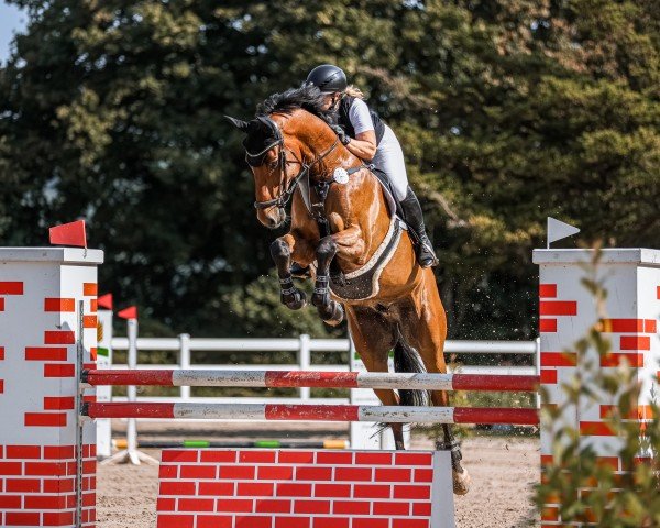 jumper Claude 10 (Hanoverian, 2015, from Canstakko)