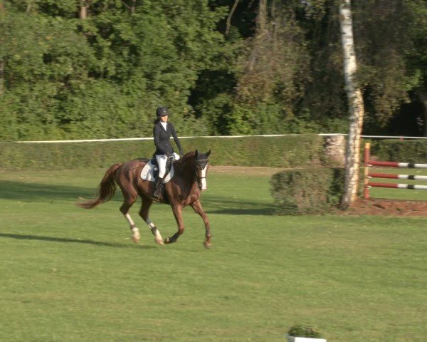 Reitturnier Westeregeln 2024