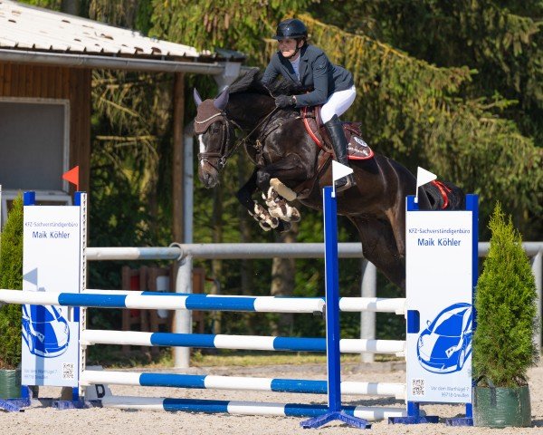 jumper Ketniss (Oldenburg show jumper, 2019, from Kanndarco)