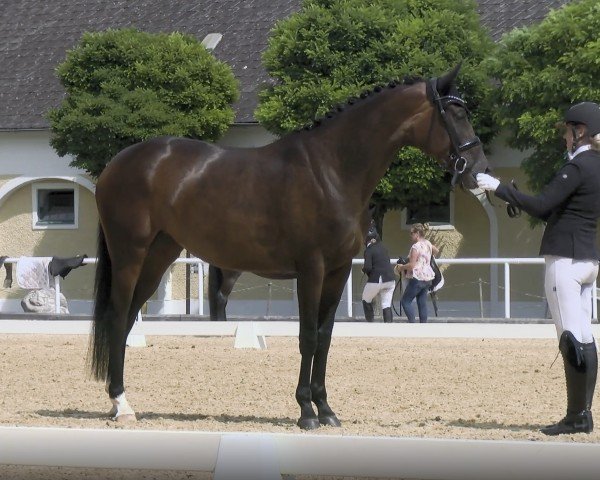 dressage horse Bella van Da (Austrian Warmblood, 2020, from Van Austria)