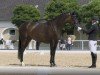 dressage horse Bella van Da (Austrian Warmblood, 2020, from Van Austria)