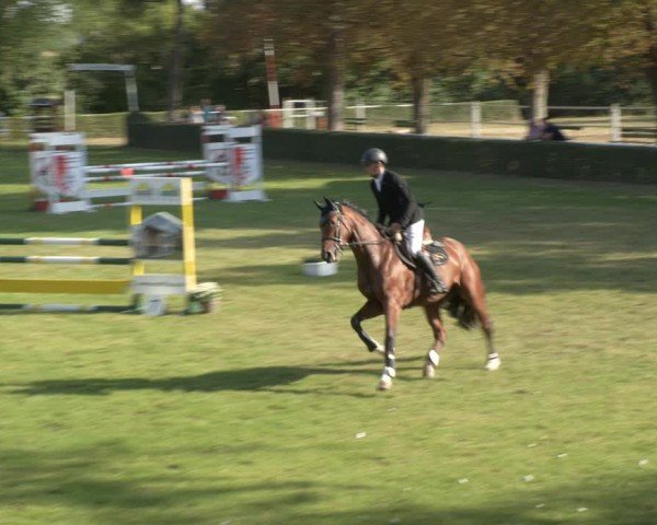 Reitturnier Westeregeln 2024