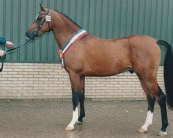 stallion Sergi van Vreeburch (Nederlands Rijpaarden en Pony, 1995, from Sjapoer ox)