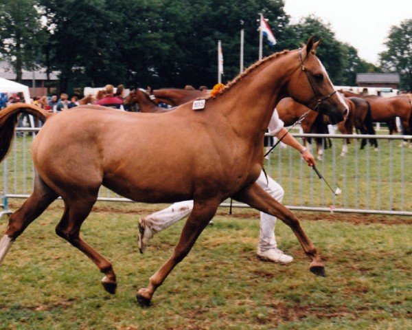 broodmare Dusty van Vreeburch (Nederlands Rijpaarden en Pony, 1991, from Mufaq ox)