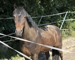 dressage horse Monacco 5 (German Riding Pony, 2007, from Monty Mescalino)