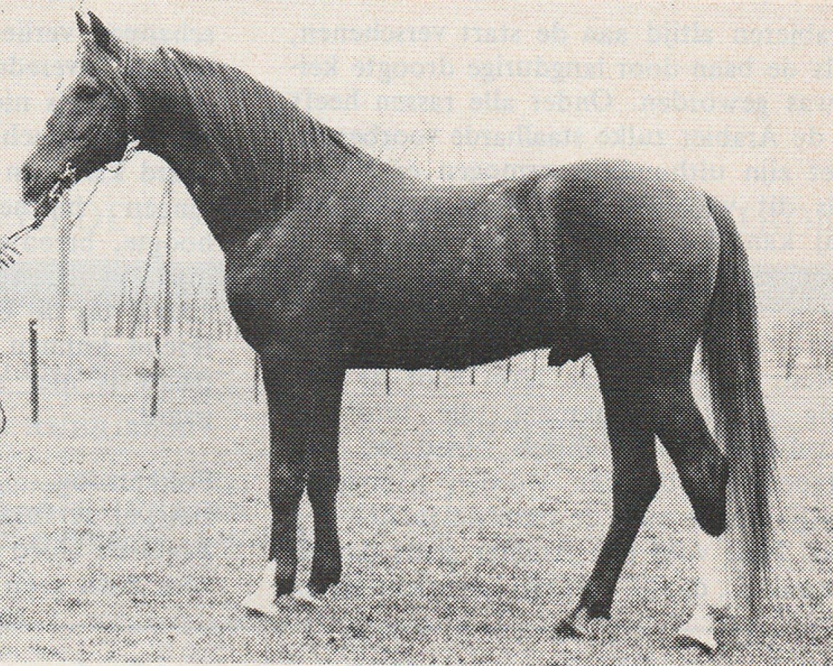 stallion Kebir II ox (Arabian purebred, 1961, from Noran 1956 ox)