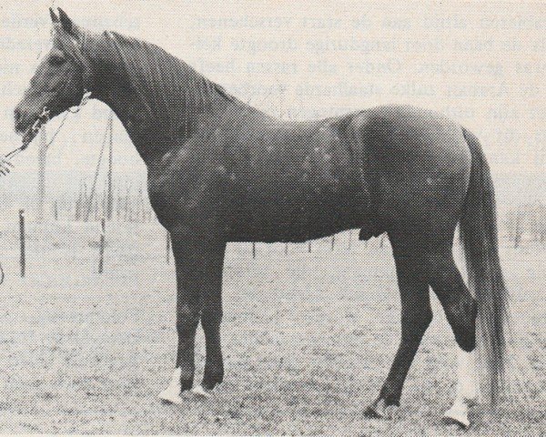 Deckhengst Kebir II ox (Vollblutaraber, 1961, von Noran 1956 ox)