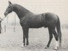 stallion Kebir II ox (Arabian thoroughbred, 1961, from Noran 1956 ox)