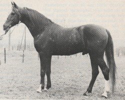 stallion Kebir II ox (Arabian thoroughbred, 1961, from Noran 1956 ox)