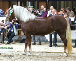 broodmare Poesie W (South German draft horse, 2013, from Salieri S)