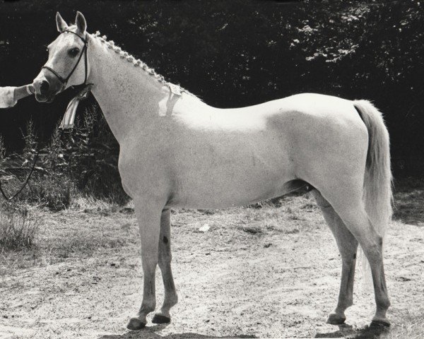 broodmare Belinda (Nederlands Rijpaarden en Pony, 1976, from Kebir II ox)