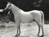 broodmare Belinda (Nederlands Rijpaarden en Pony, 1976, from Kebir II ox)