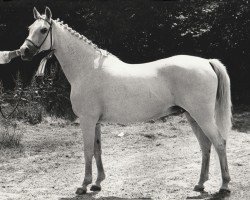 Zuchtstute Belinda (Nederlands Rijpaarden en Pony, 1976, von Kebir II ox)