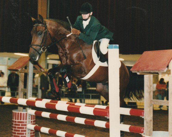 Deckhengst Kaoma (Nederlands Rijpaarden en Pony, 1990, von Kenaf)