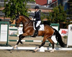 dressage horse Ferrari 145 (Hanoverian, 2020, from Fürst Samarant)