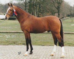 Deckhengst Prins Alfred (Nederlands Rijpaarden en Pony, 1988, von Prins Abdullah Nomar van het Oosterveld ox)