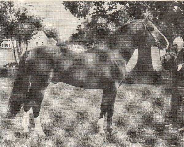 stallion Ferdinand (Nederlands Rijpaarden en Pony, 1974, from Baccarat ox)