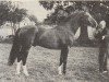 stallion Ferdinand (Nederlands Rijpaarden en Pony, 1974, from Baccarat ox)