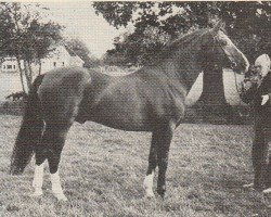 Deckhengst Ferdinand (Nederlands Rijpaarden en Pony, 1974, von Baccarat ox)