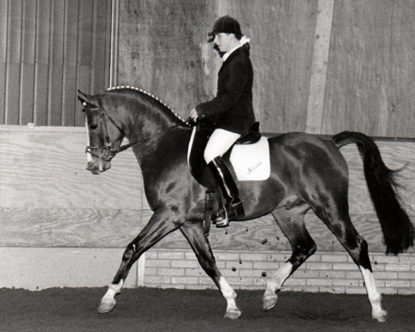 Deckhengst Bayard (Nederlands Rijpaarden en Pony, 1990, von Baccarat ox)