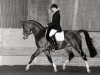 stallion Bayard (Nederlands Rijpaarden en Pony, 1990, from Baccarat ox)