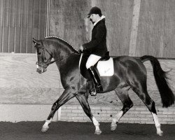 stallion Bayard (Nederlands Rijpaarden en Pony, 1990, from Baccarat ox)