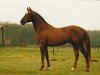 stallion Nieuwmoed's Nepal (Nederlands Rijpaarden en Pony, 1988, from Netron ox)