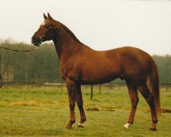 stallion Nieuwmoed's Nepal (Nederlands Rijpaarden en Pony, 1988, from Netron ox)