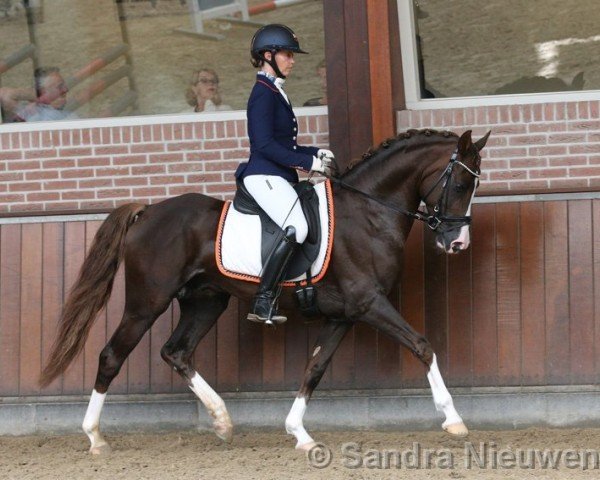 dressage horse Nilay van de Beekerheide (Nederlands Rijpaarden en Pony, 2017, from Neptune van de Beekerheide)