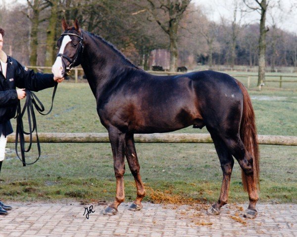 stallion Noël van de Steegeind (Nederlands Rijpaarden en Pony, 1994, from Nieuwmoed's Nepal)