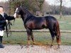 stallion Noël van de Steegeind (Nederlands Rijpaarden en Pony, 1994, from Nieuwmoed's Nepal)