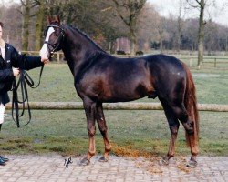 Deckhengst Noël van de Steegeind (Nederlands Rijpaarden en Pony, 1994, von Nieuwmoed's Nepal)