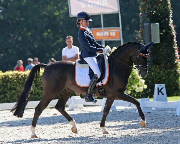 stallion King Stayerhof's Jango (Nederlands Rijpaarden en Pony, 2009, from Kosmo van Orchid's)