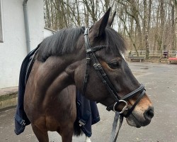 dressage horse Darcy V. (German Riding Pony, 2009, from Doodoo)