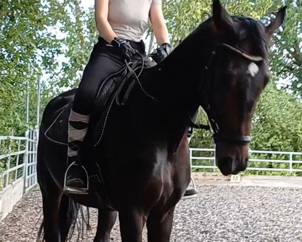 dressage horse BlindDate R (Oldenburg, 2020, from Black Ruby)